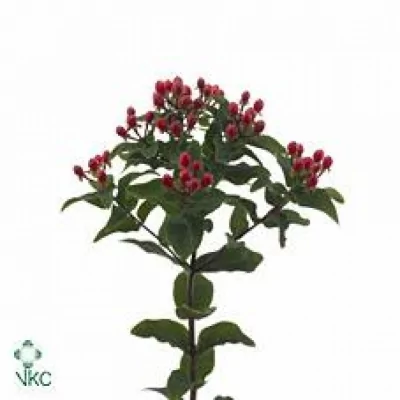 HYPERICUM MAGICAL RED FALL