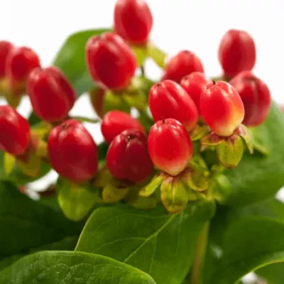 HYPERICUM MAGICAL RED