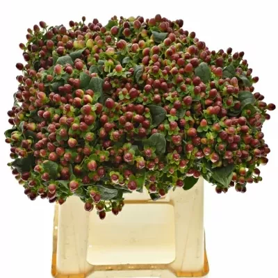 HYPERICUM MAGICAL SEASONS 35cm