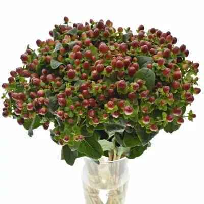 HYPERICUM MAGICAL SEASONS 35cm