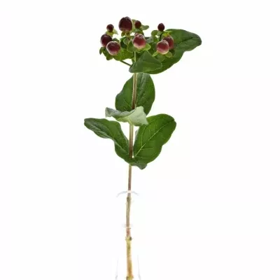 HYPERICUM MAGICAL SEASONS 35cm