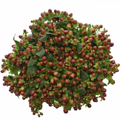 HYPERICUM MAGICAL SEASONS 35cm