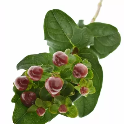 HYPERICUM MAGICAL SEASONS 35cm