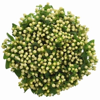 HYPERICUM MAGICAL SNOWPRINCE