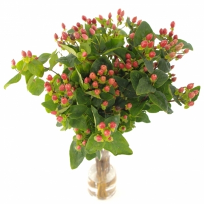 HYPERICUM PINK CLASSIC