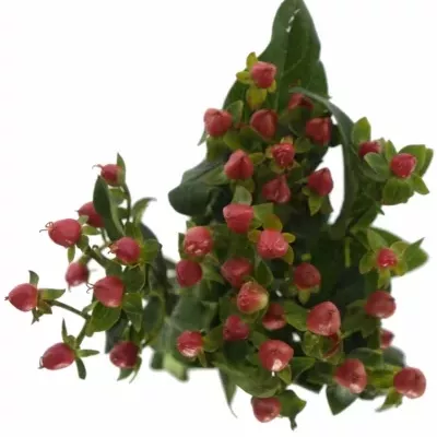 Hypericum RED JEWEL 35cm