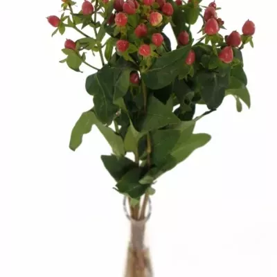 Hypericum RED JEWEL 35cm