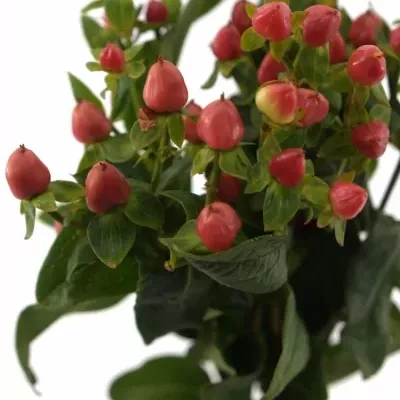 Hypericum RED JEWEL 35cm