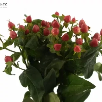 Hypericum RED JEWEL 35cm