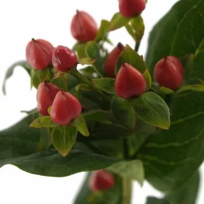 Hypericum RED JEWEL 35cm