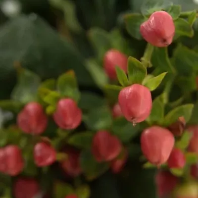 Hypericum RED JEWEL 35cm