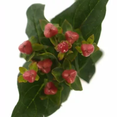 Hypericum RED JEWEL 35cm