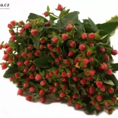 Hypericum RED JEWEL 35cm