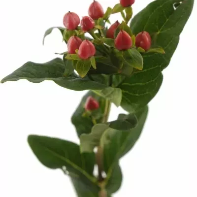 Hypericum RED JEWEL 35cm