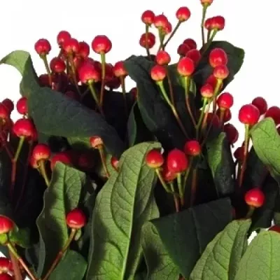 HYPERICUM RED LIGHT ROMANCE 80cm