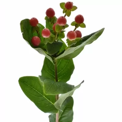 Hypericum SAKURA FLAIR 50cm