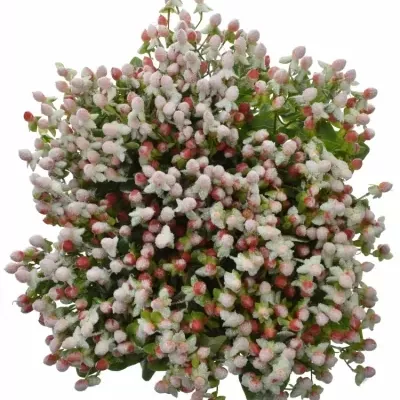 Hypericum SNOW GLITTER 70cm