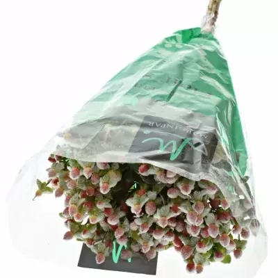 Hypericum SNOW GLITTER 70cm