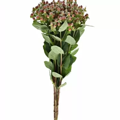 Hypericum SNOW GLITTER 70cm