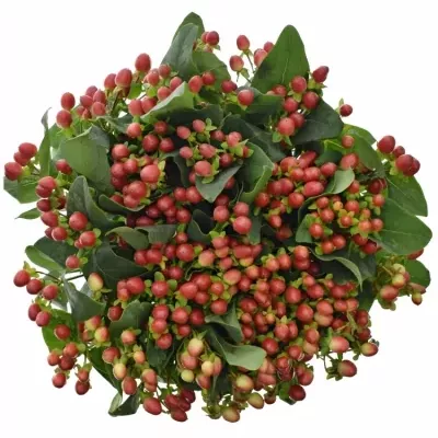 HYPERICUM TRUE ROMANCE 40cm