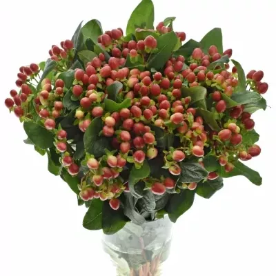 HYPERICUM TRUE ROMANCE 40cm