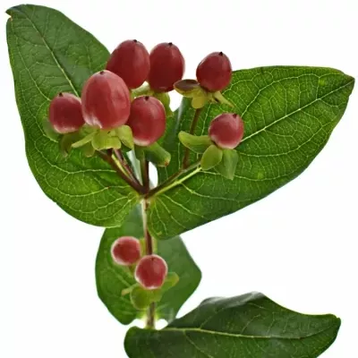 HYPERICUM TRUE ROMANCE 40cm