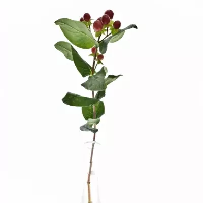 HYPERICUM TRUE ROMANCE 40cm