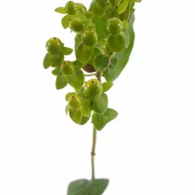 HYPERICUM WASABI FLAIR 