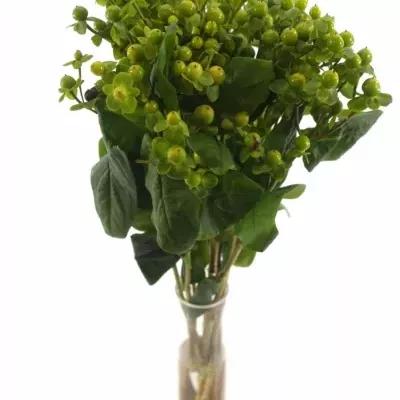 HYPERICUM WASABI FLAIR 