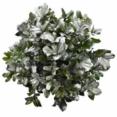 ILEX BLUE PRINCE SILVER