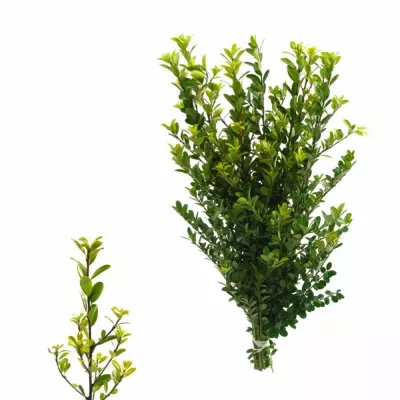 ILEX CRENATA GREEN HEDGE