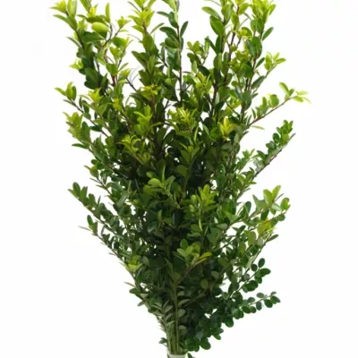 ILEX CRENATA GREEN HEDGE