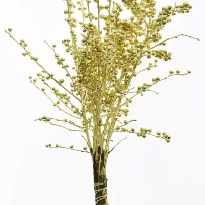 Ilex VERTICILLATA GOLD 40cm