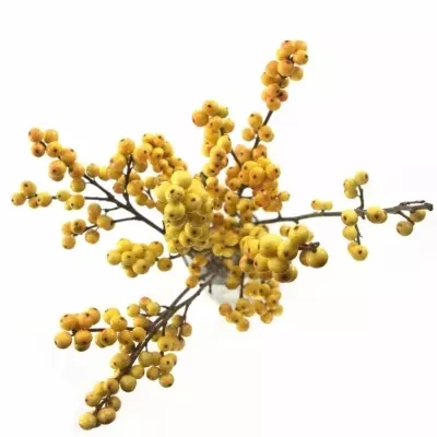 ILEX VERTICILLATA GOLDEN VERBOOM 