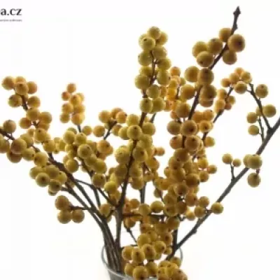 ILEX VERTICILLATA GOLDEN VERBOOM 