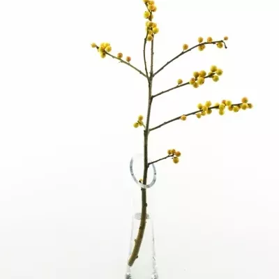 ILEX VERTICILLATA GRESGOLD 35cm