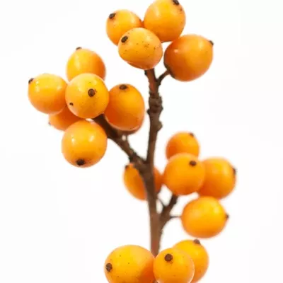 Ilex VERTICILLATA ORANGE BEAUTY 40cm