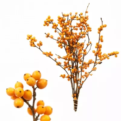 Ilex VERTICILLATA ORANGE BEAUTY 40cm