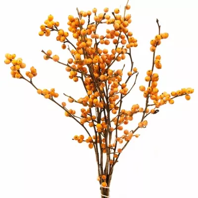 Ilex VERTICILLATA ORANGE BEAUTY 40cm