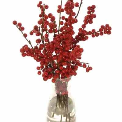 ILEX VERTICILLATA RED