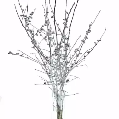 ILEX VERTICILLATA SILVER 60cm