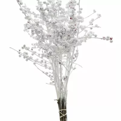 Ilex VERTICILLATA WHITE 40cm