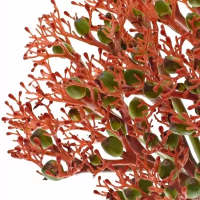 JATROPHA P FIRECRACK 35cm