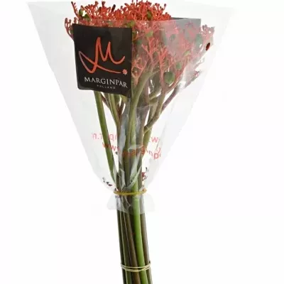 JATROPHA P FIRECRACK 35cm