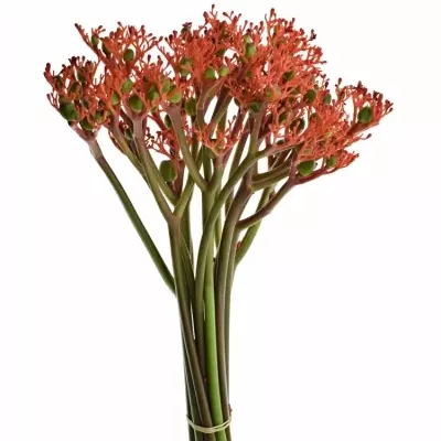 JATROPHA P FIRECRACK 35cm