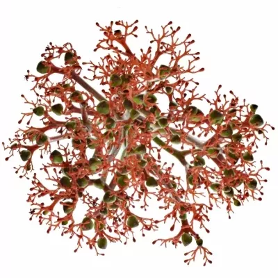 JATROPHA P FIRECRACK 35cm