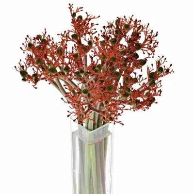 JATROPHA P FIRECRACK 35cm