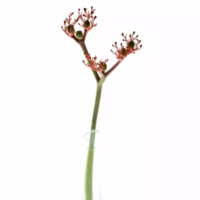 JATROPHA P FIRECRACK 35cm