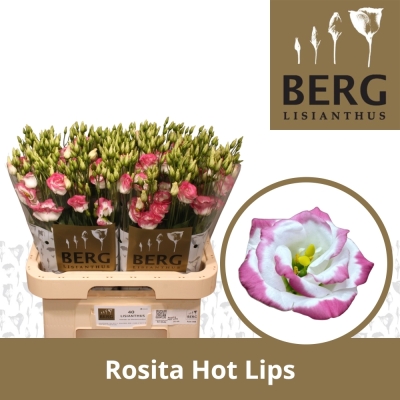 Jícnovka G ROSITA HOT LIPS