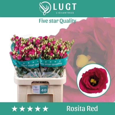 Jícnovka G ROSITA RED 75cm/5+